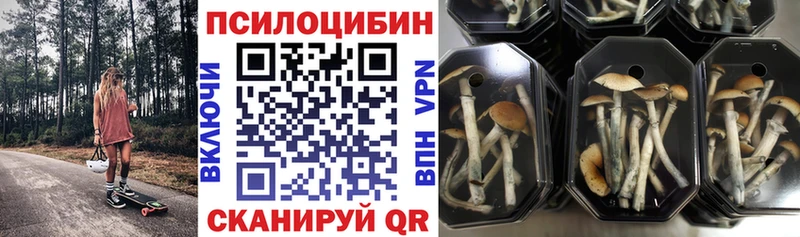 kraken ССЫЛКА Голицыно Галлюциногенные грибы Magic Shrooms